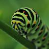 Papilio machaon